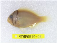 藏品(白條海葵魚)的圖片